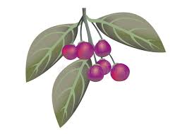 Image result for Rhamnus prinoides