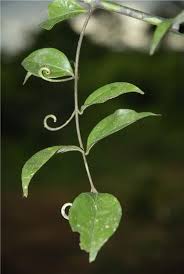 Image result for Strychnos henningsii