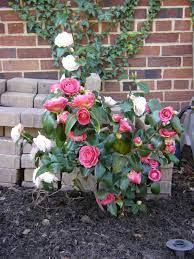 April Dawn Camellia Google Search Planting Flowers Flower Garden Plants