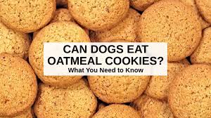 Do not add any sugar or flavor additives. Can Dogs Eat Oatmeal Cookies Read This Guide To Find Out