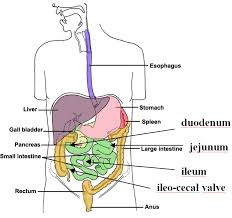 Short Gut Syndrome Families Support Group Articles How The Intestine Works