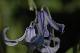 Check spelling or type a new query. Ozawa Blue Clematis Ozawa Blue Online Kaufen