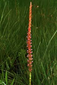 Image result for Satyrium coriophoroides