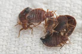 Once fed, they become plump and red. How To Effectively Kill Bed Bugs Lurking In Your Home Pet Care From Bugs