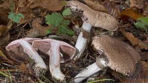 Frisch ist dieser pilz unbrauchbar. Pilzkalender 2020 Pilze Sammeln Nach Saison Pfifferling Steinpilz Co