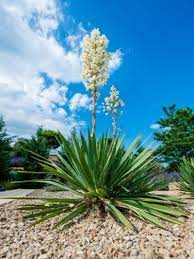 Caring For Yuccas Following Blooms Cutting Yucca Flower Stalks