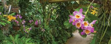 South american bog orchid by nadia.onatsko on indulgy.com. Common Varieties Of Orchids Marie Selby Botanical Gardens