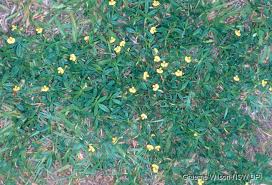 Image result for Stylosanthes guianensis