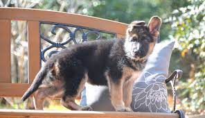 We feel blessed to live in the great state of texas, where we strive to raise and breed quality german shepherds. Heritage Hills Ranch German Shepherd Puppies For Sale In Texas