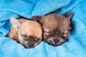 Seriöse Chihuahua Züchter finden - ChihuahuaSeite.de