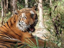 Indochinese Tiger Araeng Learn More At Www Wildlifealliance Org Animals Wild Indochinese Tiger Indochinese