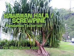 Image result for Pandanus sp. A