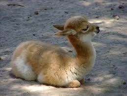 Mini Lama Goruntuler Ile Sevimli Hayvan Yavrulari Cok Sirin Hayvanlar Bebek Lama