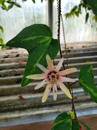 Image result for Passiflora sanguinolenta