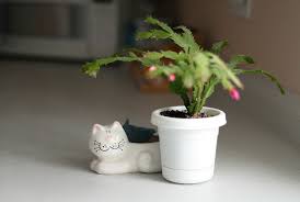 How to make cold process soap ~ lesson 2~ part 3/13~ lavender flowers recipe, gel, & insulating. 20 Tips To Get Your Christmas Cactus To Bloom During The Holidays