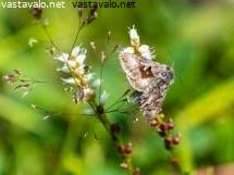 Image result for Syngrapha parilis