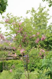 Image result for Indigofera kirkii