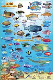 tahiti reef creatures guide franko maps laminated fish card