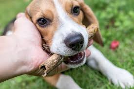 I have an adorable beagle puppy ready for his forever home. Black And White Beagle Gracious Beagle Puppies