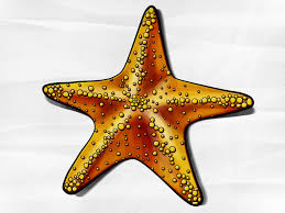 How To Draw A Starfish Starfish Also Known As Sea Stars Are Cool Creatures That Live Underwater They Not Starfish Drawing Starfish Painting Starfish Art