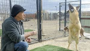 Our adoptable dogs & puppies. Safe Haven Rescue Kennel Celebrating 10th Anniversary