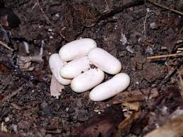 Trying shining a bright flashlight at the egg, and if the embryo inside is a round shape, it is probably a snake egg. Everything You Need To Know About Snake Eggs 10 Pictures