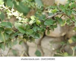 Image result for Gymnosporia senegalensis