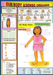 Our Body Sense Organs Esl Worksheet By Jhansi