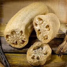 Image result for Luffa