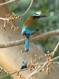Image result