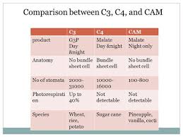 Image Result For C3 C4 And Cam Plants Comparison