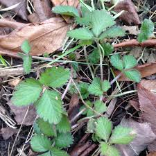 960 x 540 jpeg 142 кб. Mock Strawberry A Disdained Common Edible How To Cook A Weed