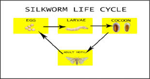 We did not find results for: Assessment Of Diseases In Bombyx Mori Silkworm A Survey Sciencedirect