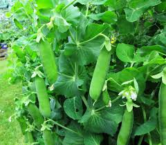 These diy trellis ideas will help you revamp your garden in a jiff. How To Grow Peas On A Trellis In The Garden Dengarden