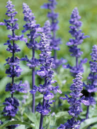 A native of peru, this flower is a summer annual that produces blooms in purples, blues, violets, and whites. Lavender Flowers How To Grow And Use This Versatile Herb Hgtv