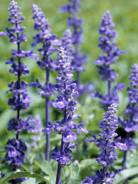 Backflow incense cones bulk sale sandalwood rose lavender cone incense. Lavender Flowers How To Grow And Use This Versatile Herb Hgtv