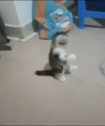 I Can Not Understand What This Thing Gif Funny Cat Videos Cats Doing Funny Things Cat Gif