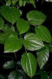 Image result for Piper capense