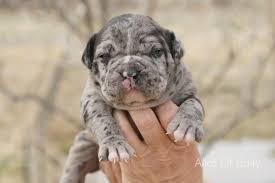 Check out our english bulldog selection for the very best in unique or custom, handmade pieces from our shops. 16 English Bulldogs For The Todd Ster Ideas English Bulldog Bulldog English Bulldog Puppies