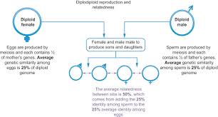 More recently evolved plants, like the gymnosperms and angiosperms, spend the majority of their life cycle in the diploid stage. Haplodiploidy An Overview Sciencedirect Topics