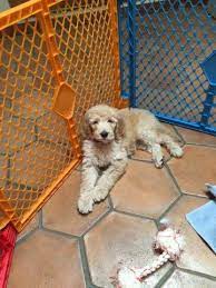 I have golden doodle puppies that will be ready for a new home by december 2nd. Adorable Goldendoodle Puppy For Sale In Pasadena California Classified Americanlisted Com