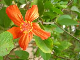 Image result for Hibiscus reekmansii
