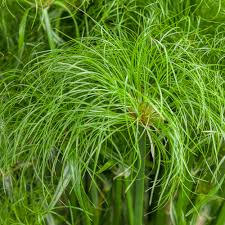 Image result for Cyperus papyrus