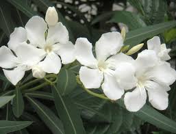 Oleander is an outdoor shrub, popular for its evergreen qualities and delicate flowers. A Beautiful But Deadly Shrub That Is Tough As Nails Ubloom