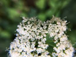 Image result for Oenanthe