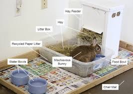 How To Care For A Pet Rabbit My House Rabbit