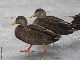Black And Yellow Spotted Duckling American Black Duck Duck Pictures Duck Art Bird Pictures