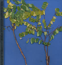 Image result for Synaptolepis