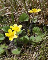 Image result for Ranunculus multifidus
