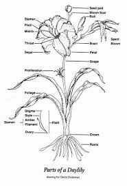 Maybe you would like to learn more about one of these? Growing Daylilies Southern Michigan Daylily Society